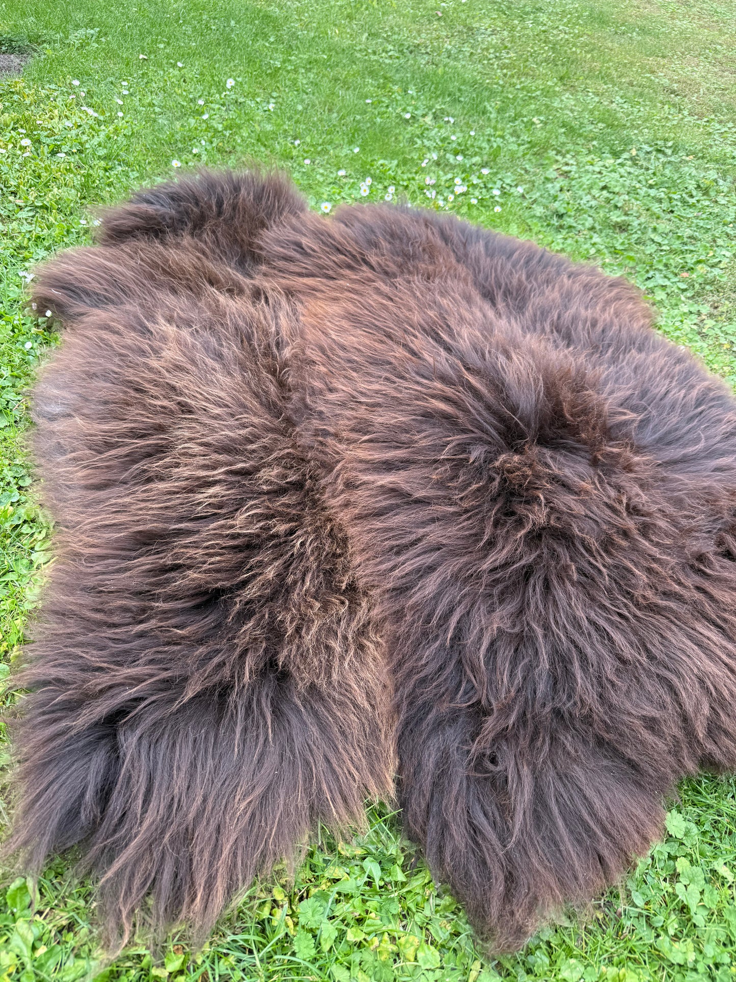 2er Set Natur Schaffelle – Ökologisch gegerbt, XL, Naturbraun